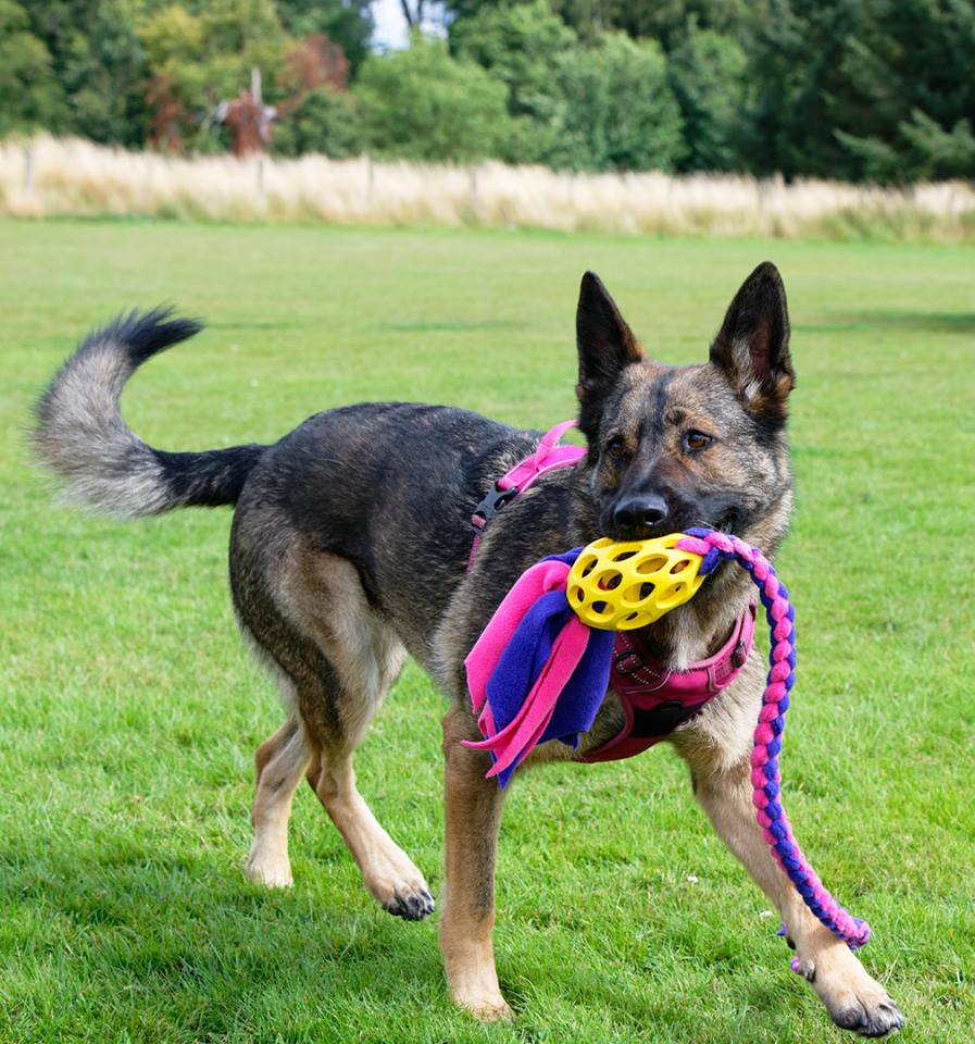 why dogs ignore you on walks, pentlands dog training, west lothian and edinburgh, ruff raggies dog toys