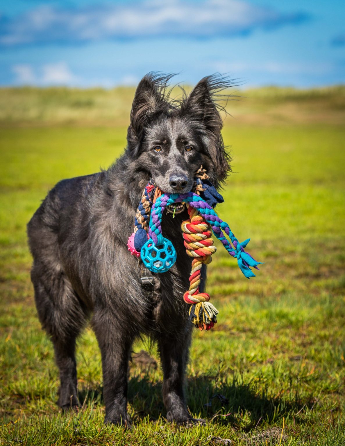 pentlands dog training, resource guarding prevention, puppies and dogs in west lothian and edinburgh