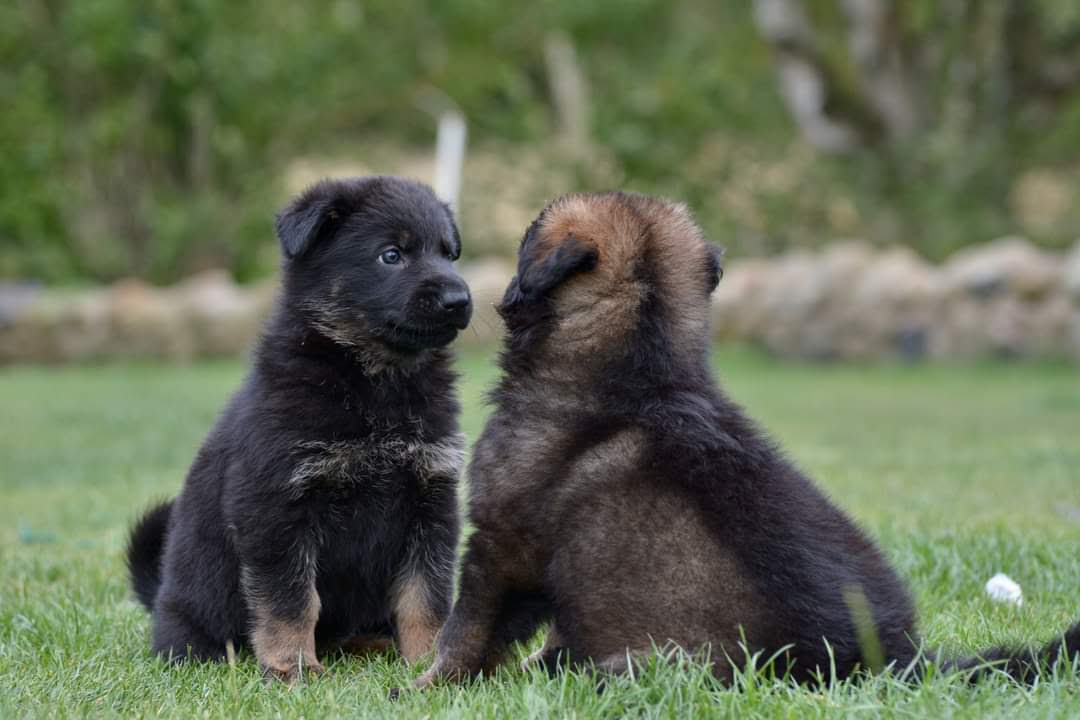 adolescent puppies socializing