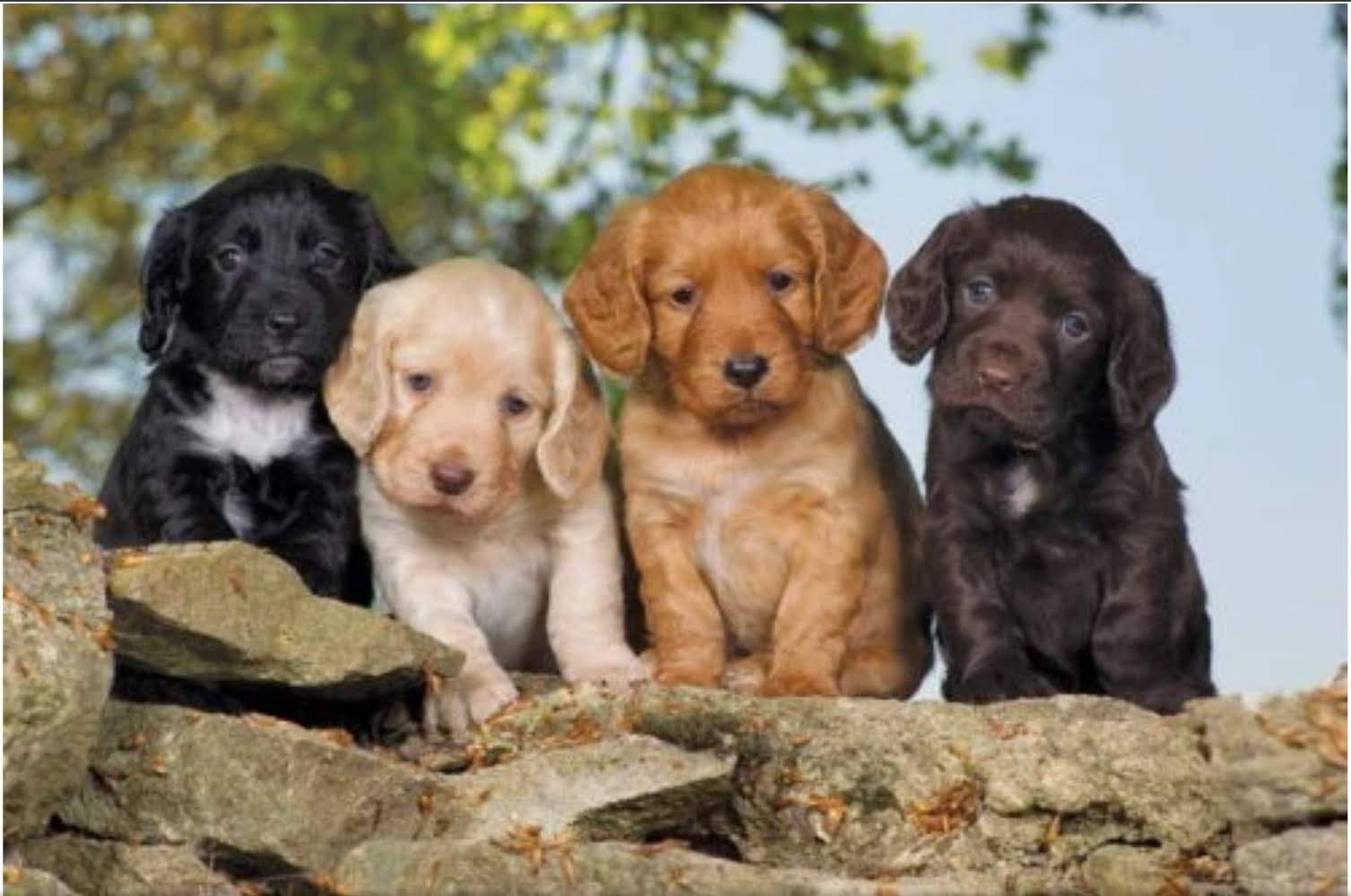 working line puppies, good dog, wrong home, pentlands dog training
