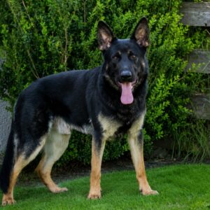 Working line bi-colour German Shepherd, IGP3