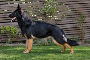 Working line, black and tan German Shepherd, 4 weeks in whelp