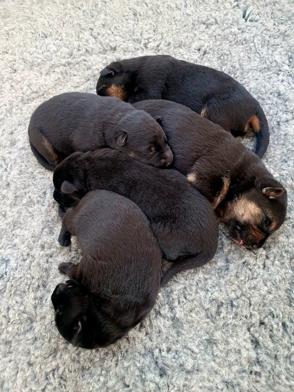 Force x Jax puppies