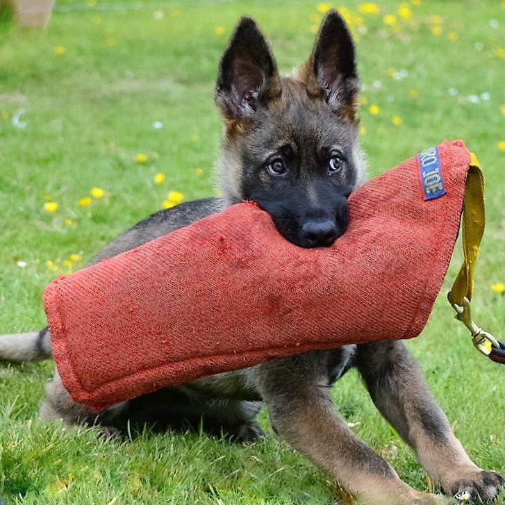 bespoke puppy training LA