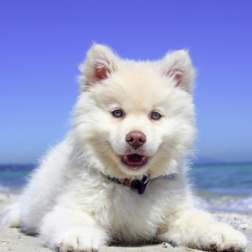 puppy training 2