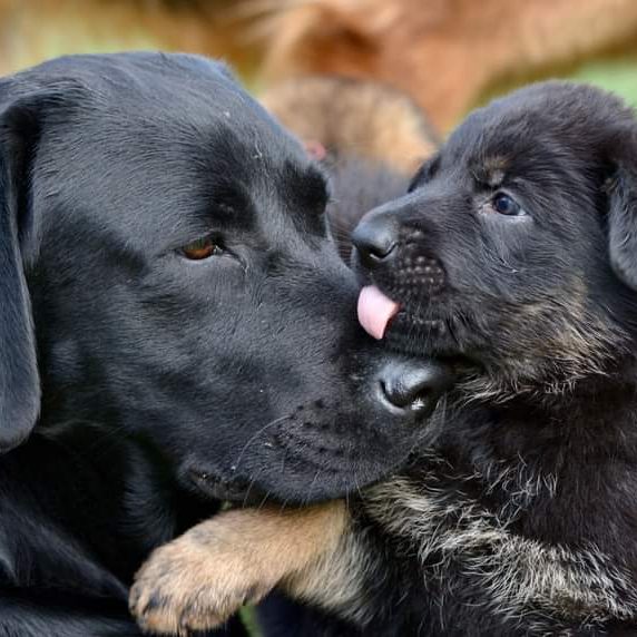 black German shepherd winning fastest recall