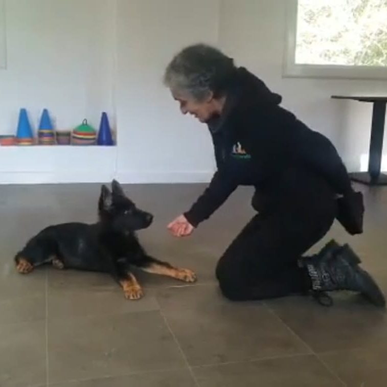 Rizia kneeling in front of force, a gsd pup who is in a down.