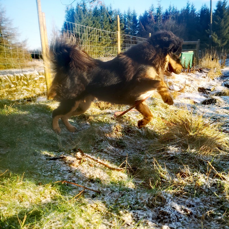 why dogs ignore you on walks, pentlands dog training, west lothian, edinburgh, recall and focus