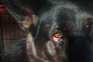grass seeds danger for dogs Pentlands dog training