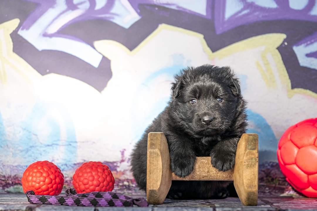puppy training bespoke pentlands dog training west othian edinburgh, good dog, working breed