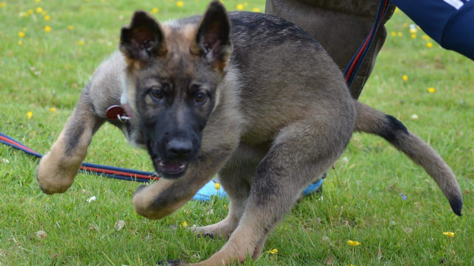 CAN YOU TRAIN AGAINST GENETICS, pENTLANDS DOG TRAINING