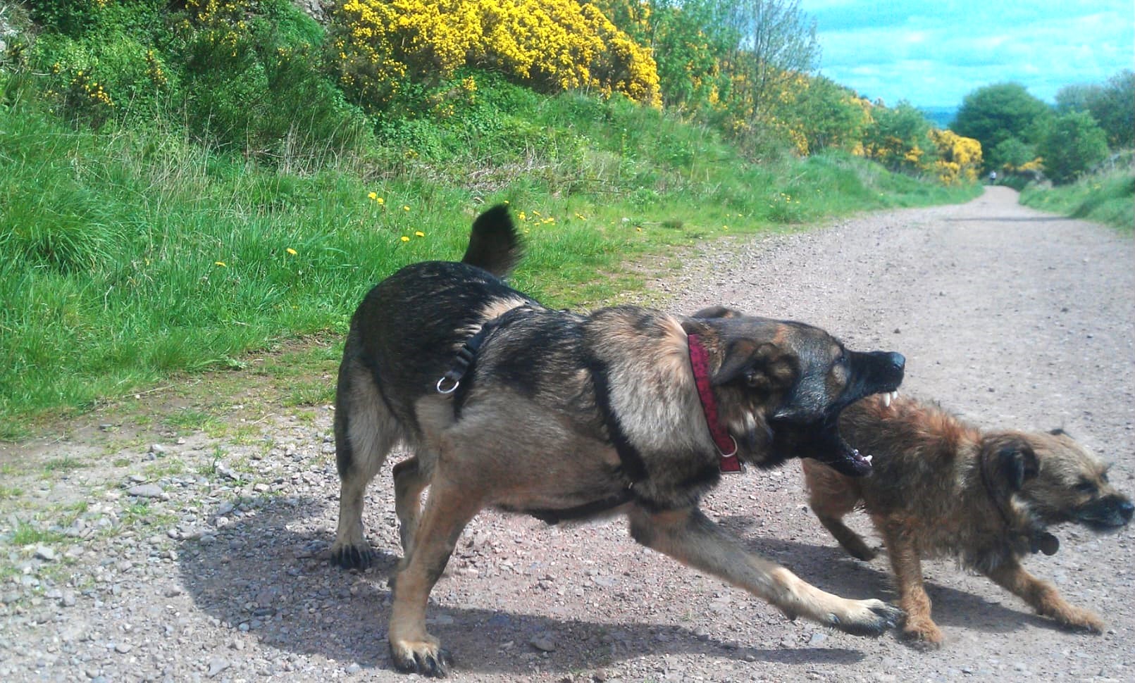 reactive dog training West Lothian near Edinburgh