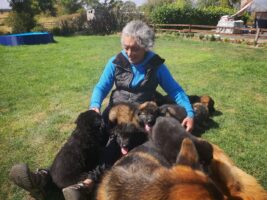 puppy force and her siblings at vylano german shepherds