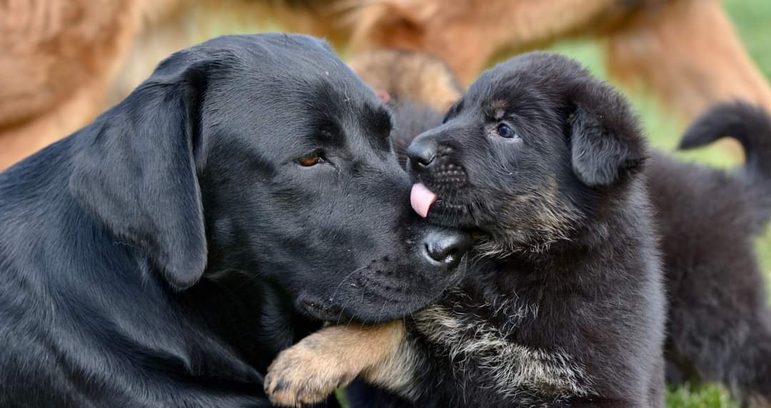 bespoke puppy training, socialisation, pentlands dog training west lothian and edinburgh