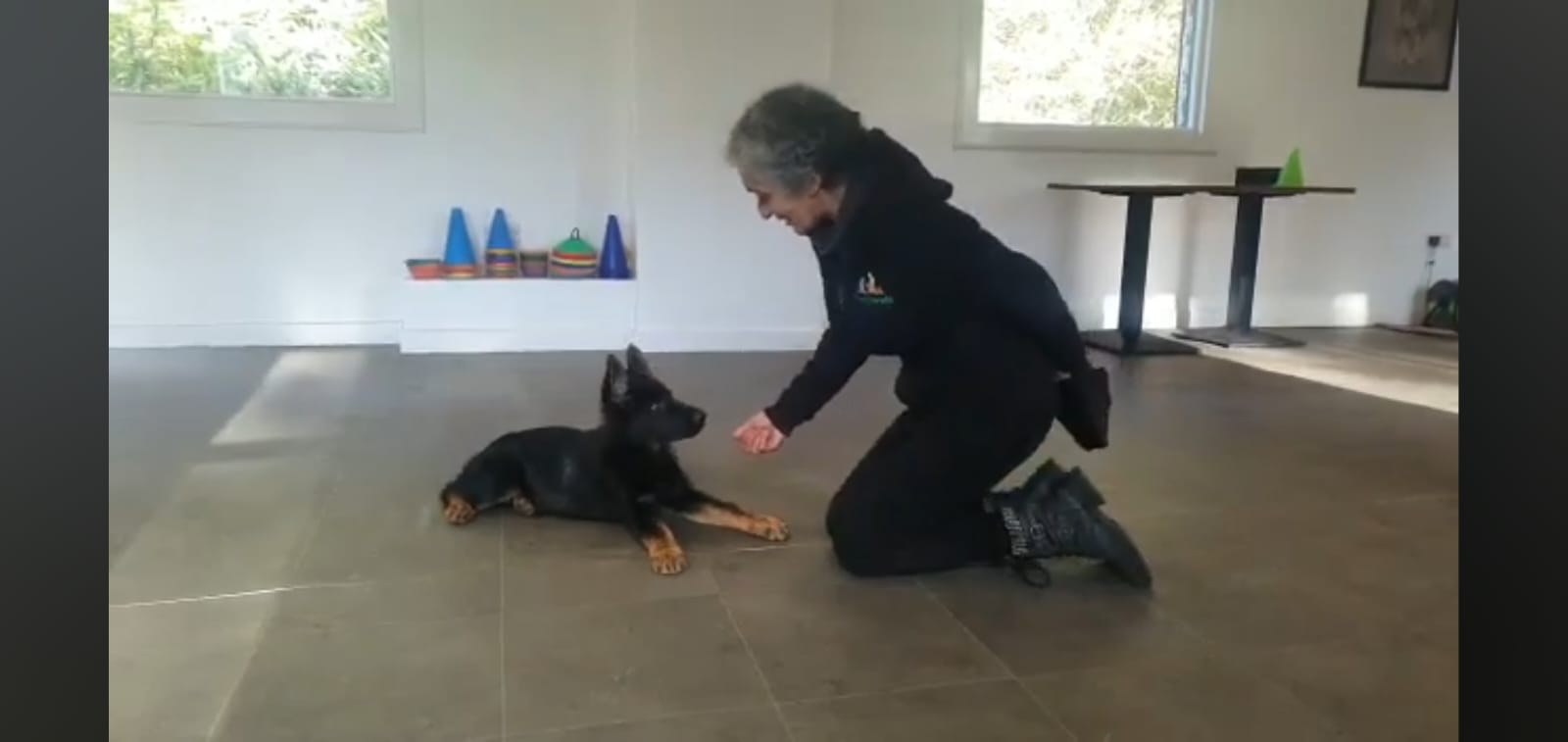 German shepherd puppy in training with Pentlands Dog Training, Edinburgh and West Lothian