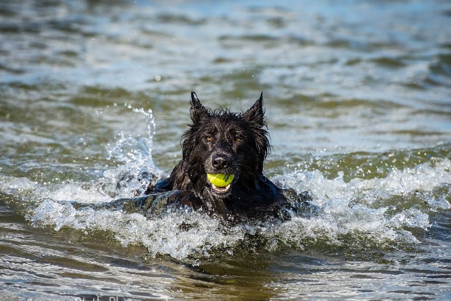 reactive dog training flooding positive training