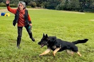 Pentlands DogTraining a german shepherd dog from West Lothian