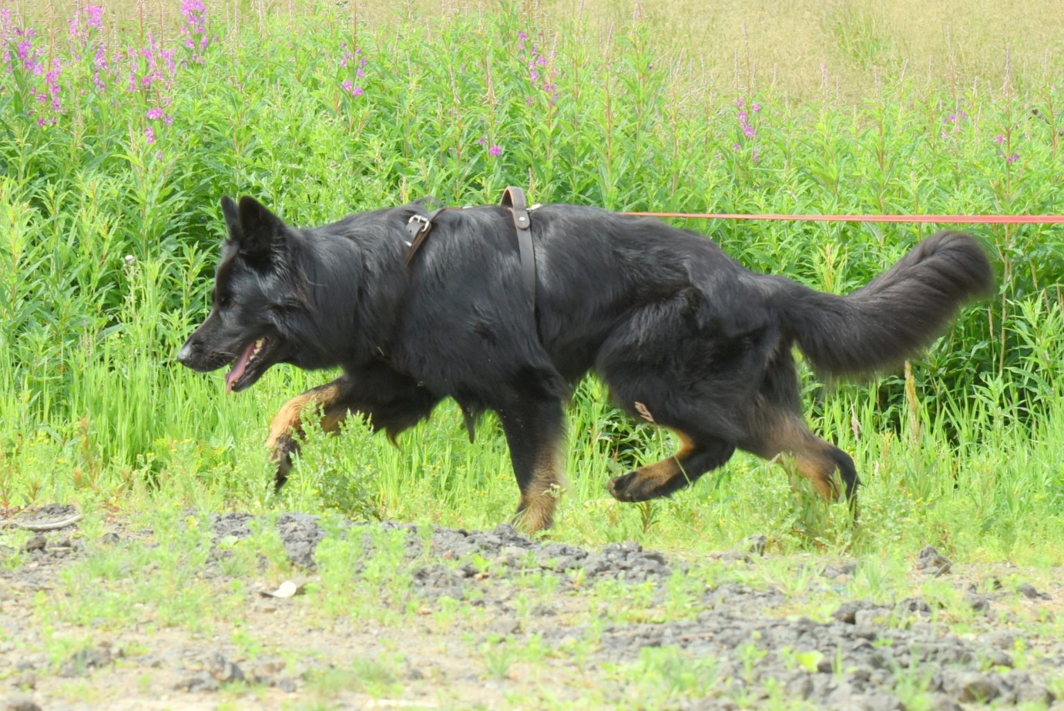 why dogs ignore you on walks, pentlands dog training, west lothian, edinburgh, longline training for recall and focus